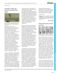 Sociable crayfish get drunk more easily than loners