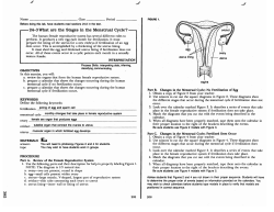 24-3 What are the Stages in the Menstrual Cycle?
