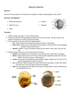 Sheep Eye Dissection
