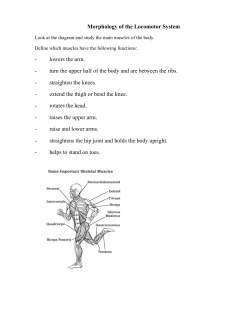 Morphology of the Locomotor System