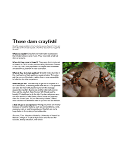 crayfish - Ka Leo o Na Koa