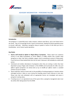 advisory information – peregrine falcon