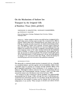 On the Mechanisms of Sodium Ion Transport by the Irrigated Gills of