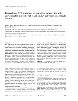 Extracellular ATP stimulates an inhibitory pathway towards
