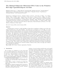 The Minimal Eukaryotic Ribosomal DNA Units in