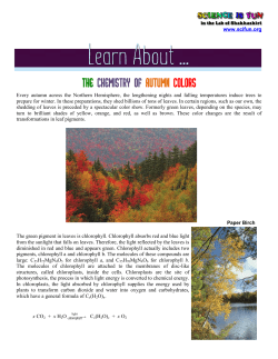 The Chemistry of Autumn Colors - University of Wisconsin&ndash;Madison