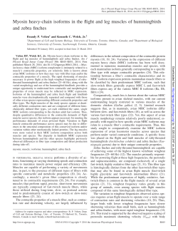 Myosin heavy-chain isoforms in the flight and leg muscles of