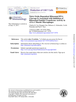 ANA-1 Murine Macrophages Ribosomal Peptidyl Transferase