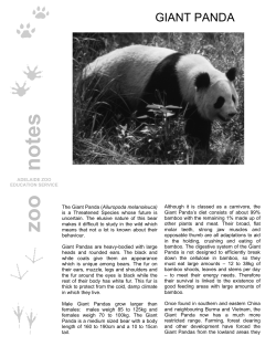 Giant Panda