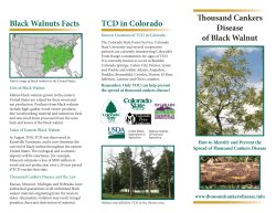 Thousand Cankers Disease of Black Walnut TCD in Colorado Black