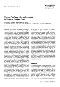 Mother-Pup Separation and Adoption in Northern Elephant Seals