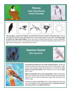 Falcons_Wildlife Chapter Template