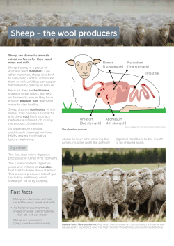Sheep &ndash; the wool producers