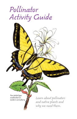 Pollinator Activity Guide