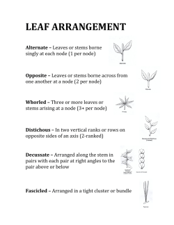 LEAF ARRANGEMENT