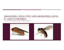 WT and Sepia fruit fly presentation.pptx