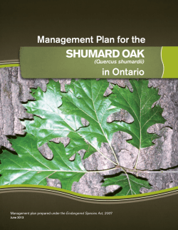 Management Plan for the Shumard Oak in Ontario