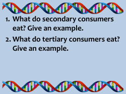 1. What do secondary consumers eat? Give an example. 2. What do