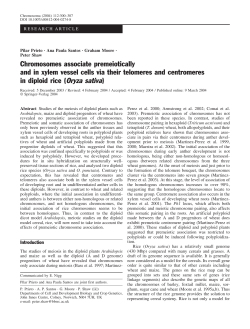Chromosomes associate premeiotically and in xylem vessel cells via