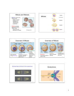 Mitosis and Meiosis Mitosis Overview of Mitosis Overview of Mitosis