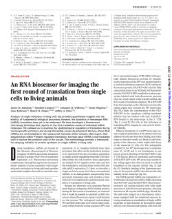 An RNA biosensor for imaging the first round of translation from
