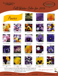 Fall Color Pansies Violas