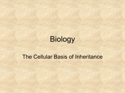Cell Division
