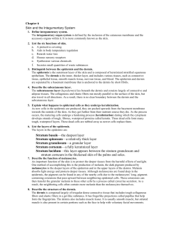 Stratum basale&mdash;the deepest layer Stratum spinosum&mdash;a relatively