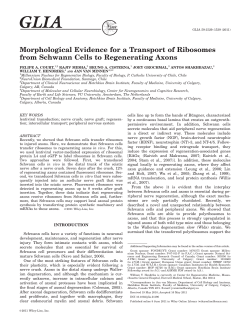 Morphological evidence for a transport of ribosomes from Schwann