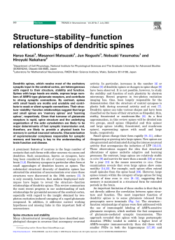 Structure&ndash;stability&ndash;function relationships of dendritic spines