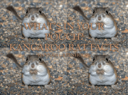 Kangaroo Rats
