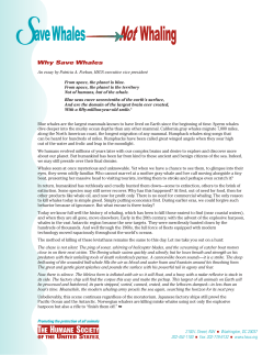 SWNW Why Save Whales Factsheet