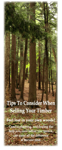 Selling Timber Brochure - Keystone Wood Products Association