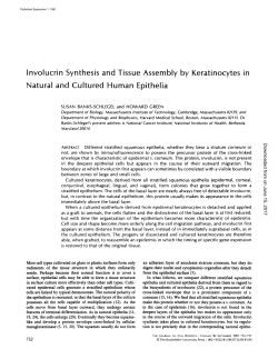 Involucrin Synthesis and Tissue Assembly by Keratinocytes in