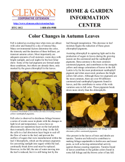 Color Changes in Autumn Leaves