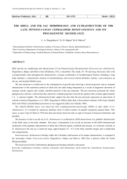 the shell and ink sac morphology and ultrastructure of the late