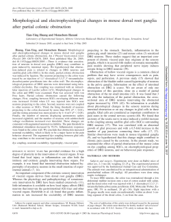 Morphological and electrophysiological changes in mouse dorsal