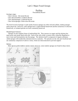 Lab 2: Major Fossil Groups Porifera