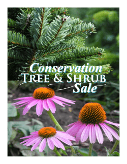 Link to Tree and Shrub Sale Brochure