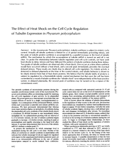 The Effect of Heat Shock on the Cell Cycle Regulation of Tubulin