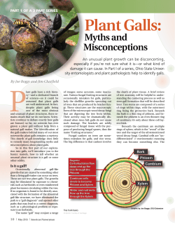 Plant Galls - The Ohio State University