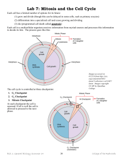 Lab 7: Mitosis and the Cell Cycle
