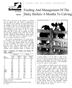 Feeding And Management Of The Dairy Heifers