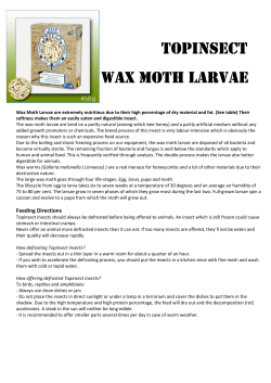 topinsect topinsect wax moth larvae wax moth larvae