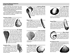 Canaveral National Seashore Guide to Seashells