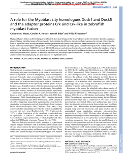 A role for the Myoblast city homologues Dock1 and