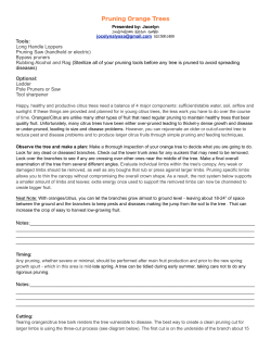 Pruning citrus how to - orange