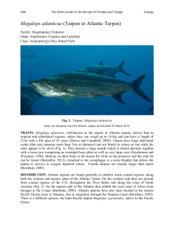 Megalops atlanticus (Tarpon or Atlantic Tarpon)