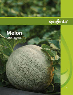 Melon - Syngenta US