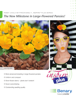 The New Milestone in Large-Flowered Pansies!